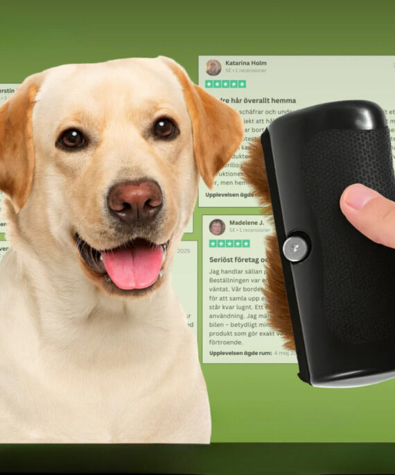 Dog brush