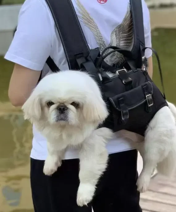 Portable pet carrier backpack